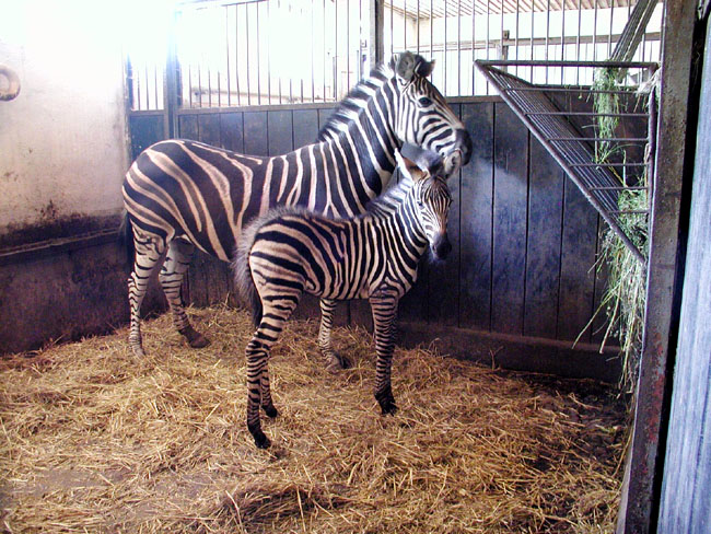 zoo2.jpg