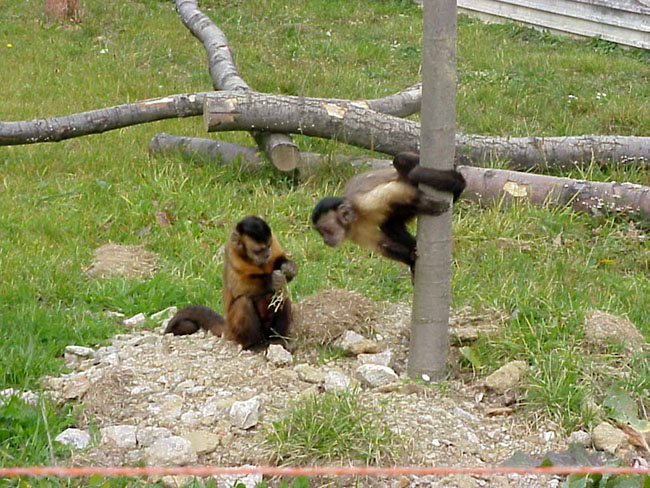 zoo4.jpg