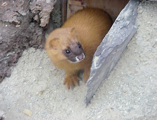 zoo8.jpg