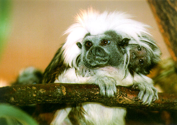 zoo11.jpg