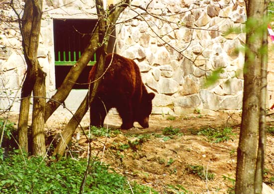 zoo13.jpg