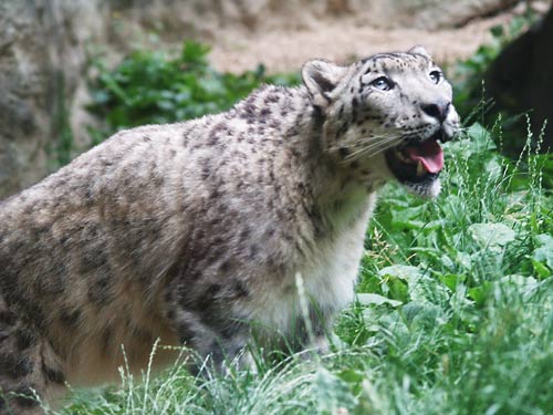 zoo17.jpg