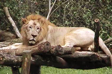 zoo21.jpg
