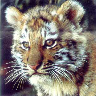 zoo32.jpg