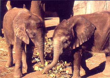 zoo34.jpg